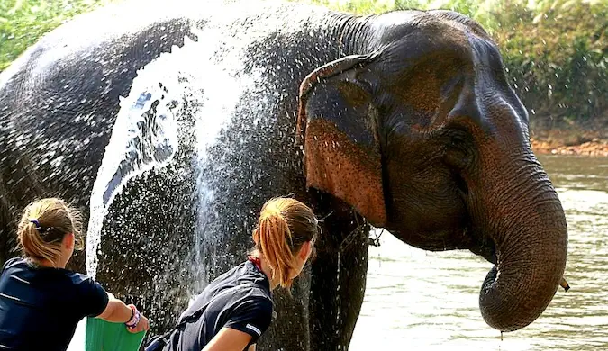 Duas voluntárias banhando um grande elefante na Tailândia