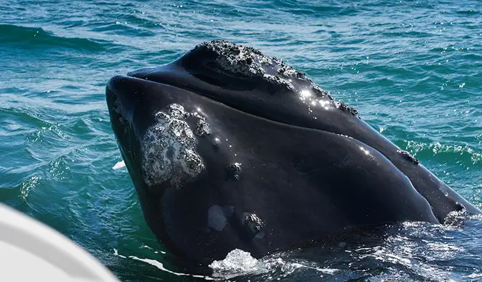 Uma grande baleia perto de um pequeno barco durante um passeio de observação de baleias na África do Sul