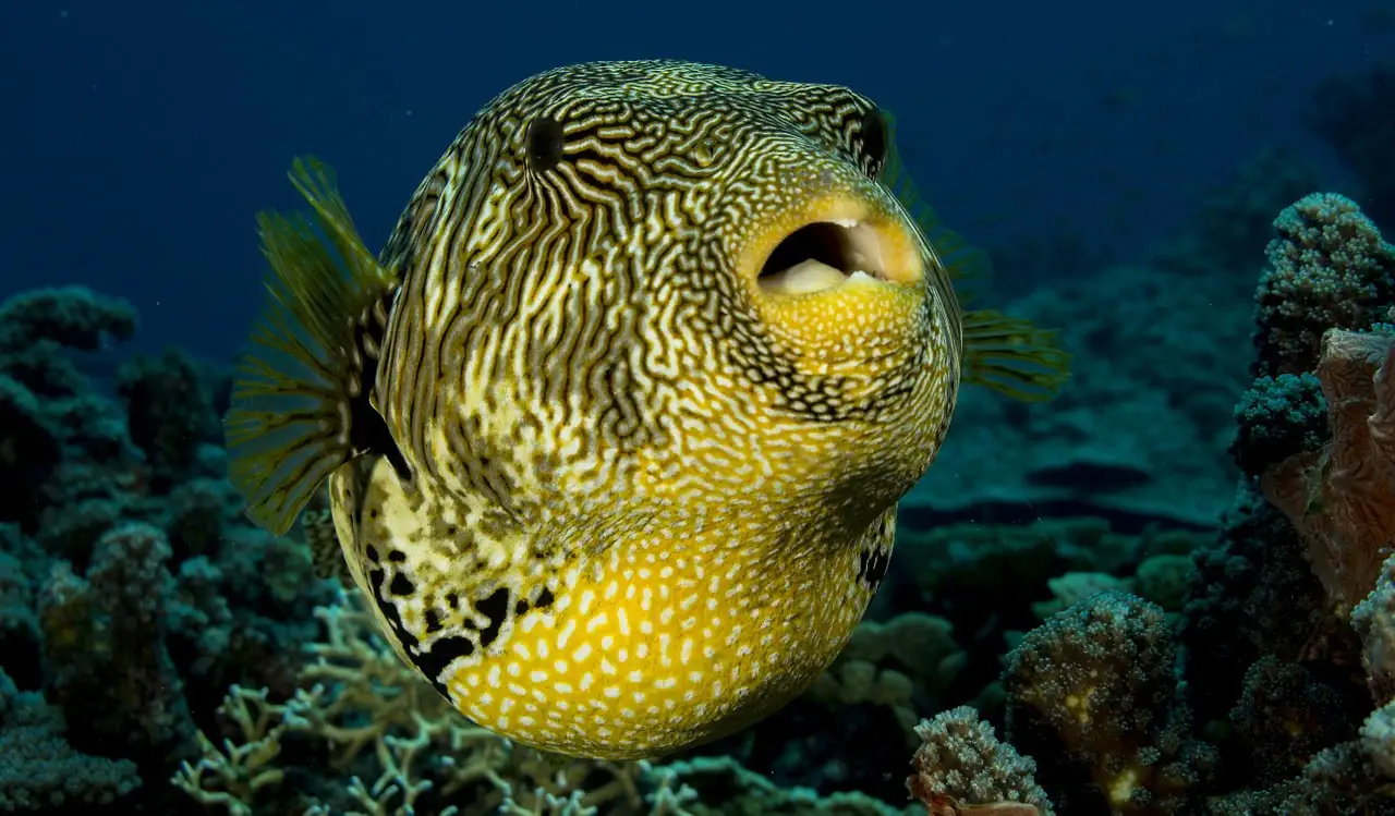 peixes tropicais debaixo d'água durante um mergulho na África do Sul