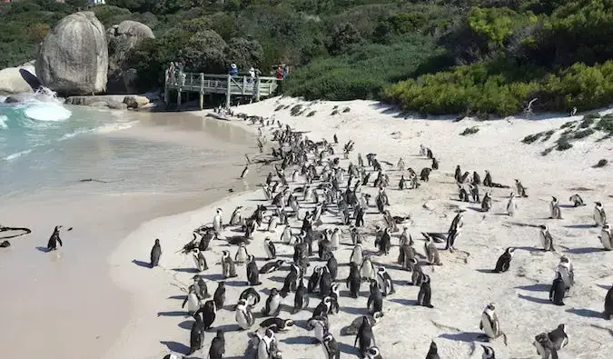 pinguins reunidos ao longo da praia na África do Sul