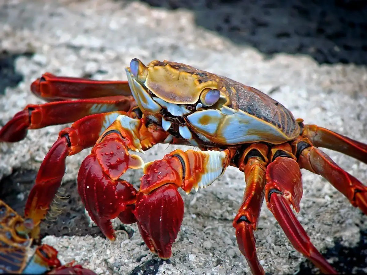 Wycieczki po Galapagos: Przewodnik po przygodach na Galapagos (2024)