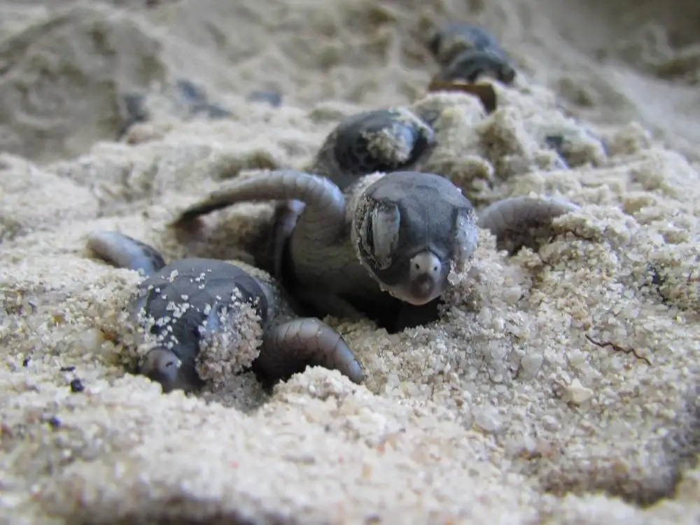Chagar Debt Turtle Sanctuary
