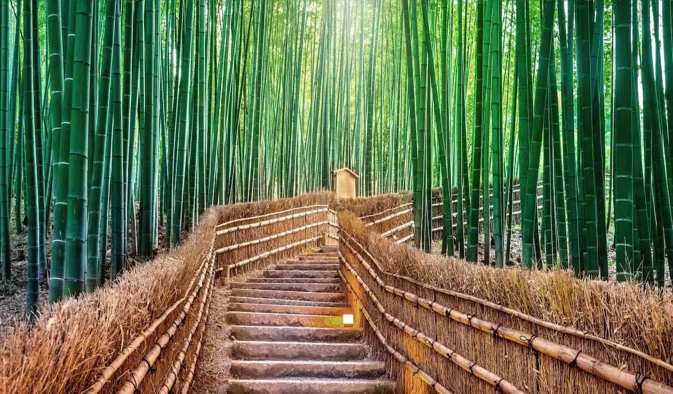 Um caminho tranquilo pela famosa floresta de bambu na bela Kyoto, Japão